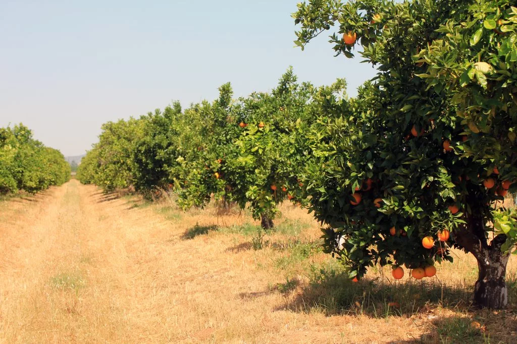 naranjos-ecologicos provincia cordoba