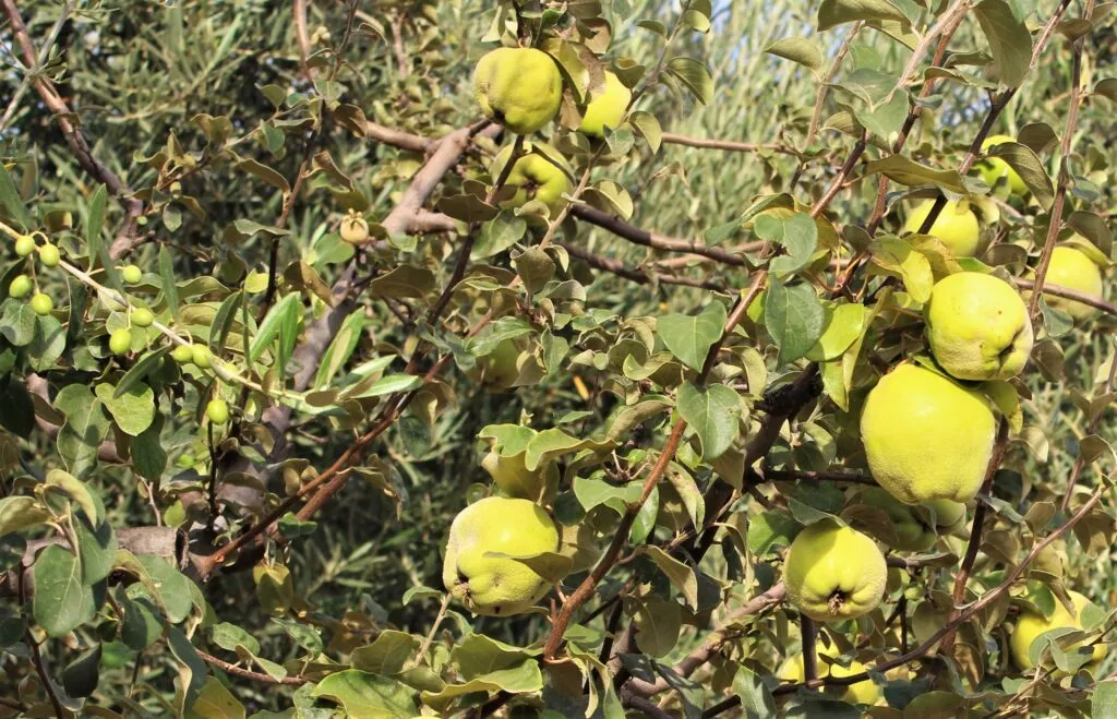 periana-fruta-membrillo