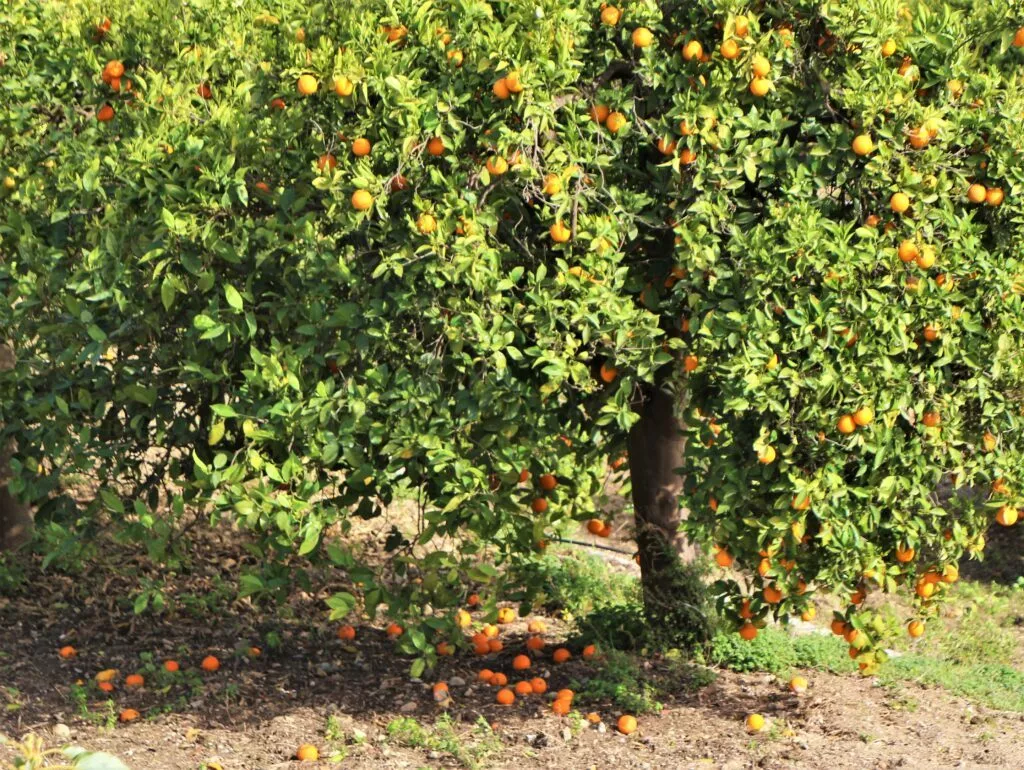 salto-de-negro-naranjas