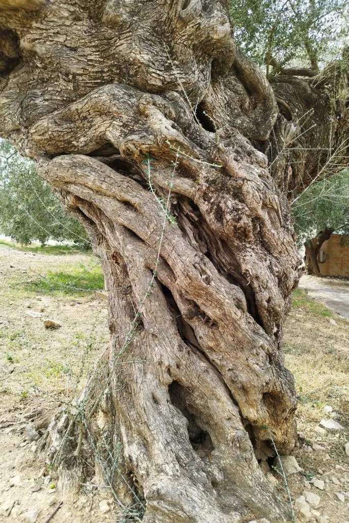 olive-oil-tour-from-nerja-centenary-olive-tree