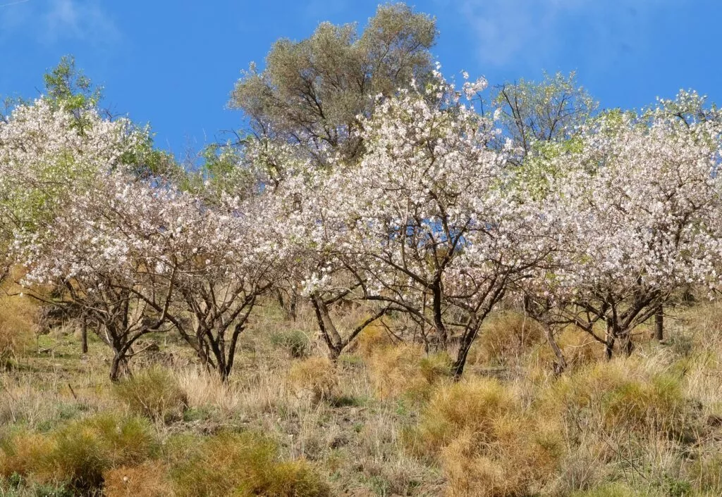 almond-blossom-in-spain-tour-from-nerja