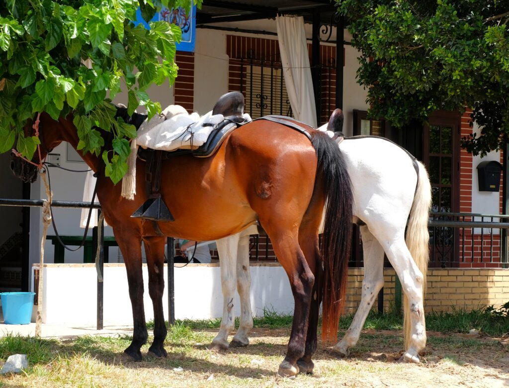 Cosa vedere a El Rocio cavalli davanti a una casa
