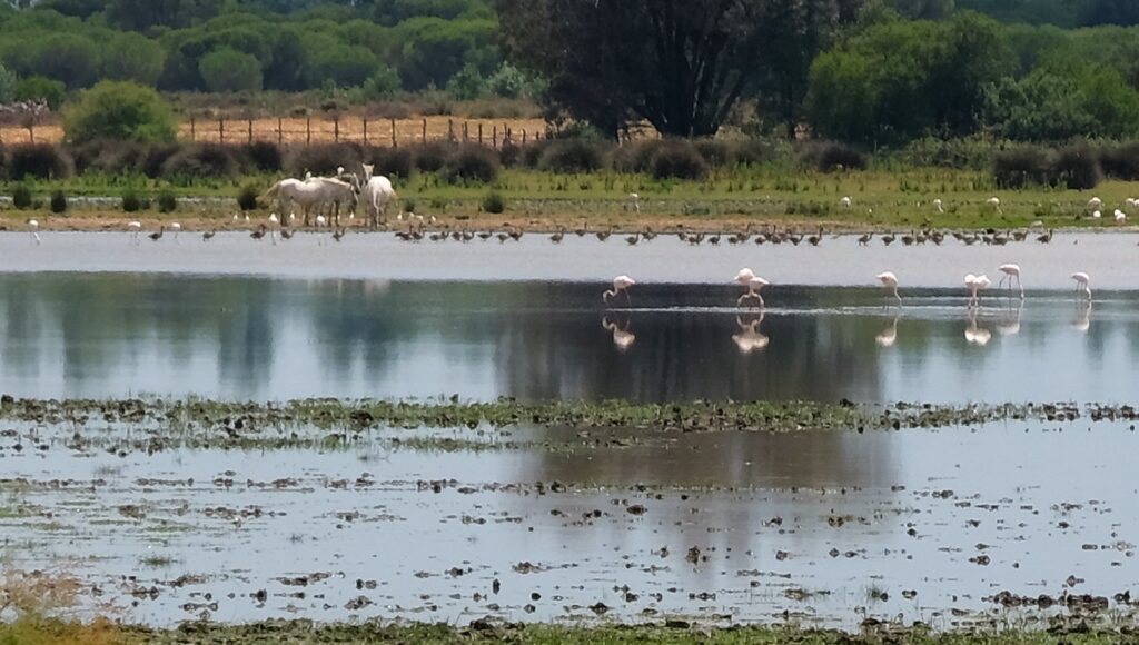 Parco Donana con fenicotteri rosa e cavalli selvaggi a El Rocio cavalli selvatici a El Rocio