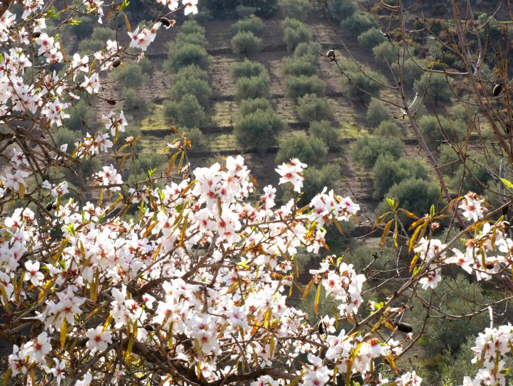 places-to-see-almond-blossom-in-spain-in-andalusia