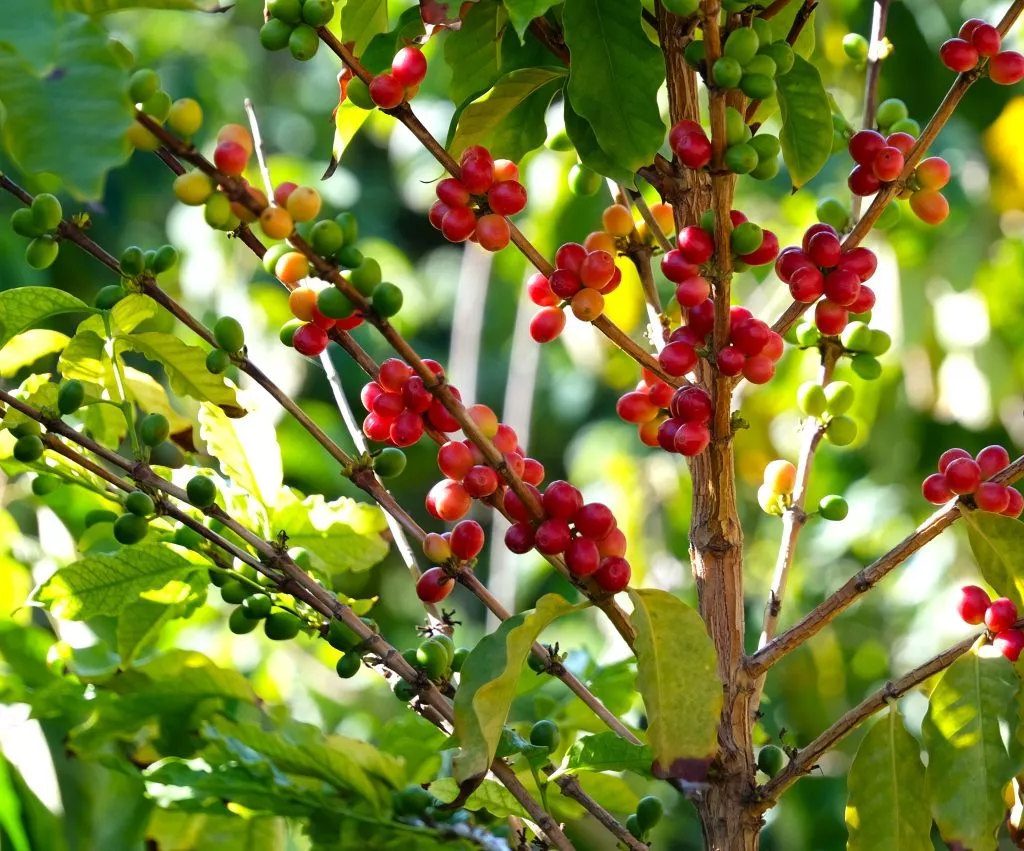 almunecar-visit-coffee-farm-and-tropical-plantation
