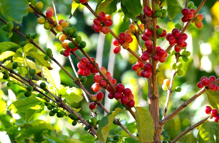 almunecar-visit-coffee-farm-and-tropical-plantation