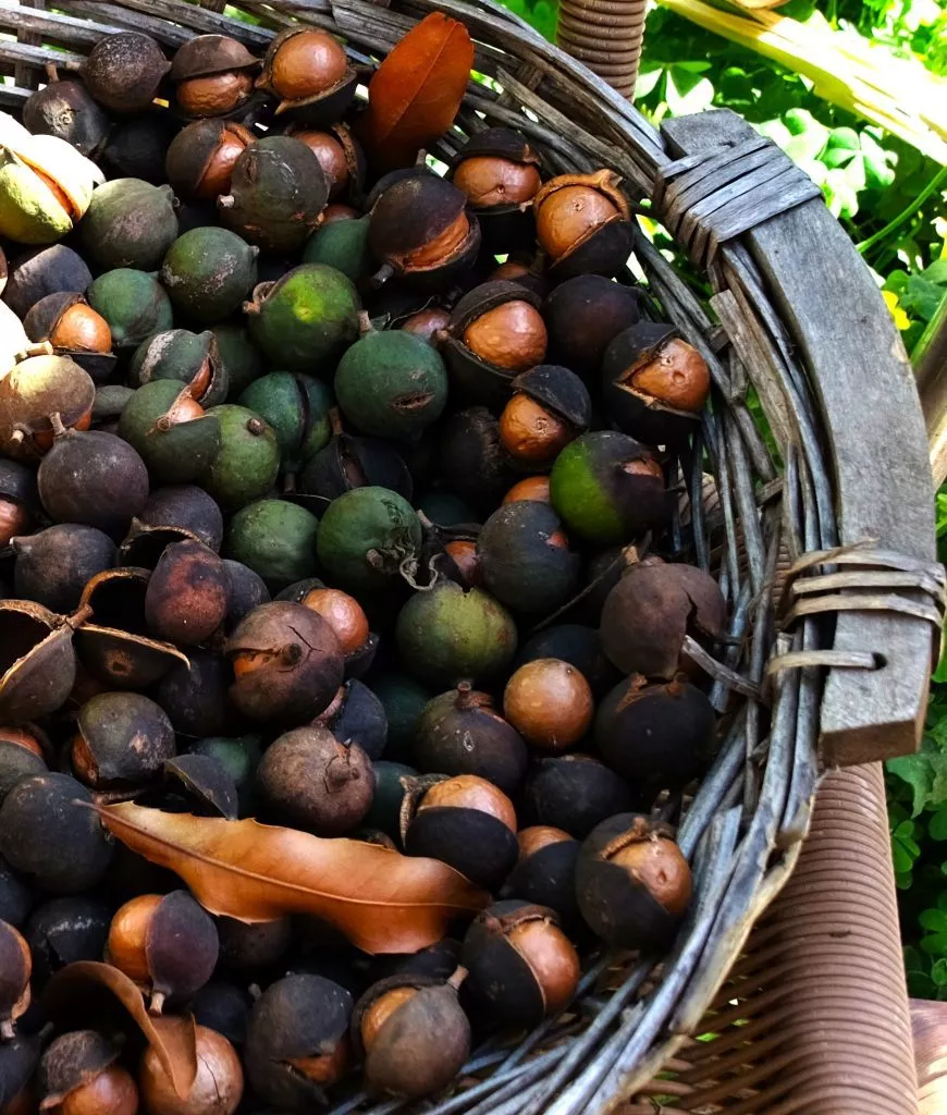 almunecar-visit-tropical-plantation-tour-macadamia-nuts
