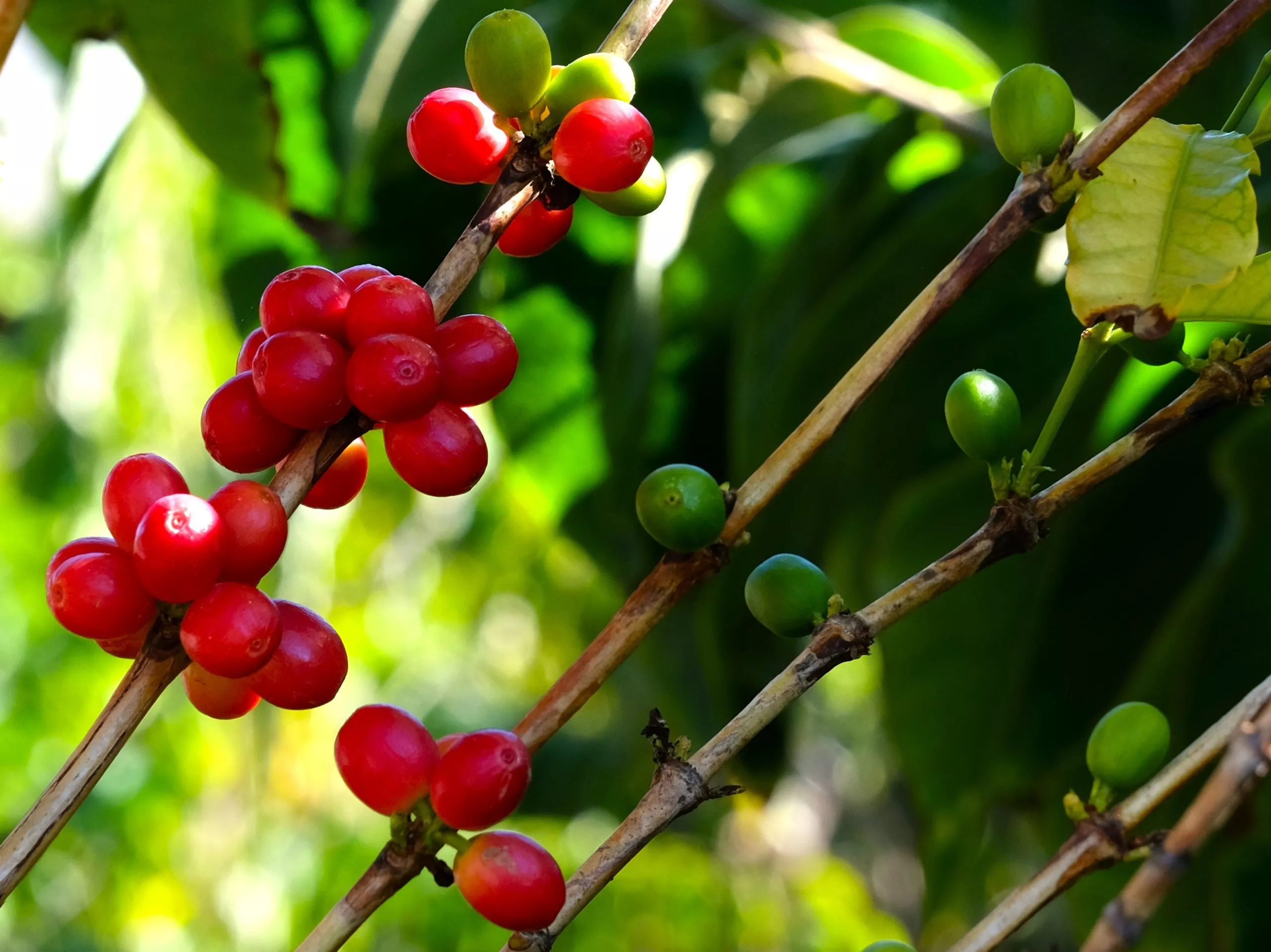 almunecar-visiter-plantation-de-cafe-et-fruit-tropicaux