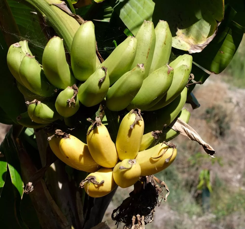 tropical-plantation-tour-from-almunecar-banana