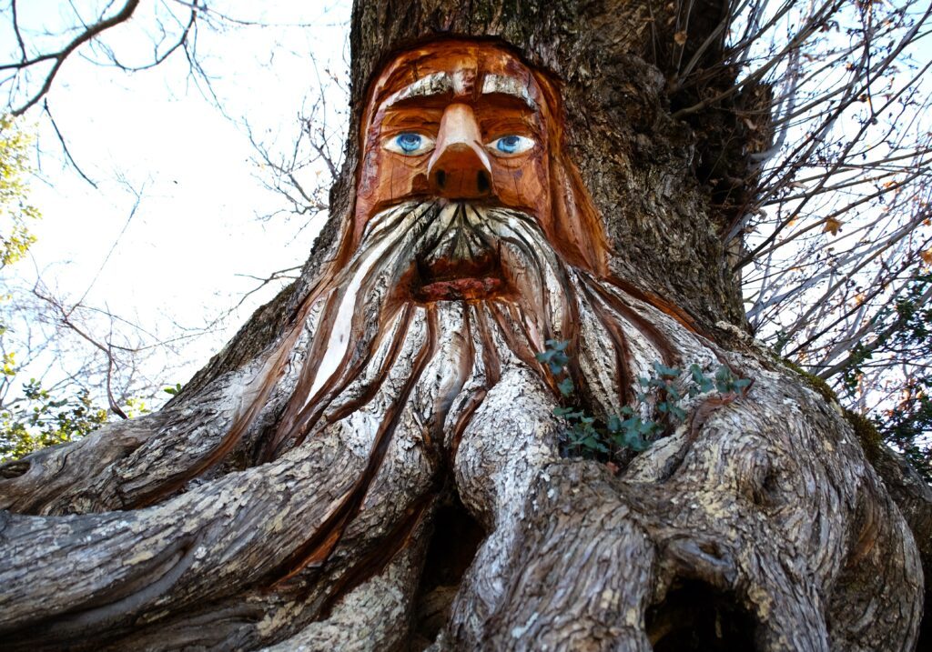 parauta-ver-un-druida-en-bosque-encantado