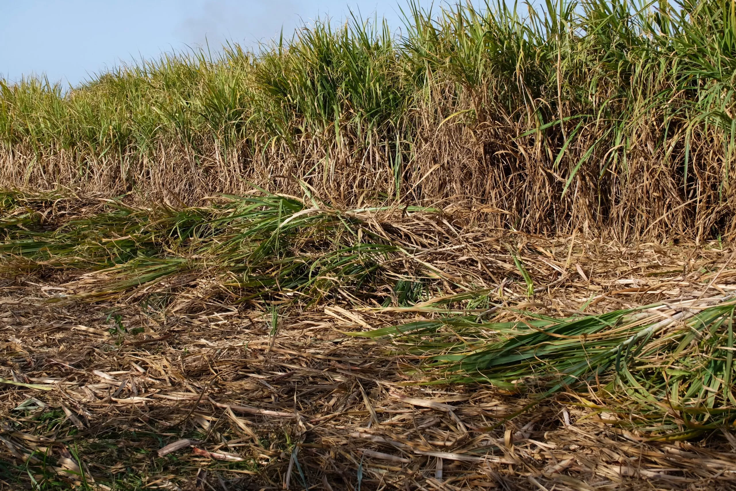 sugar-cane-field-in-andalucia