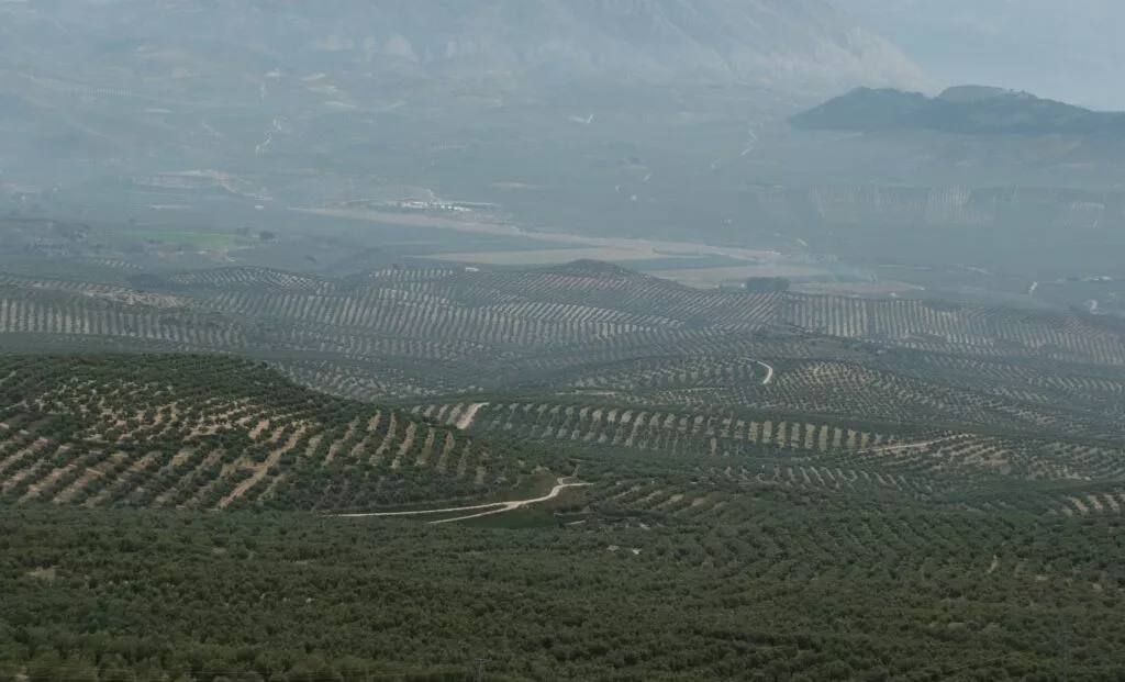 que voir a jaen vue sur la mer d olivier depuis le paseo de las murallas