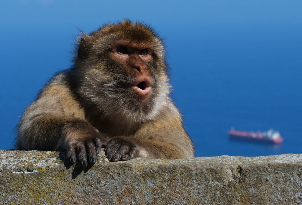 gibraltar things to do watching the monkeys